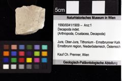 Foto (Objket + Etiketten) von Goniodromites sp. 